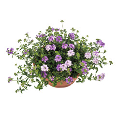 1518 Вербена LANAI PURPLE STAR (ВЕСНА 2025)