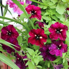 Петуния ампельная 