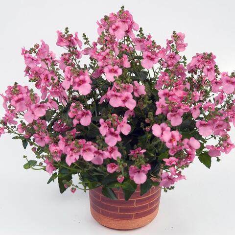 1810 Диасция GENTA PINK (ВЕСНА 2025)