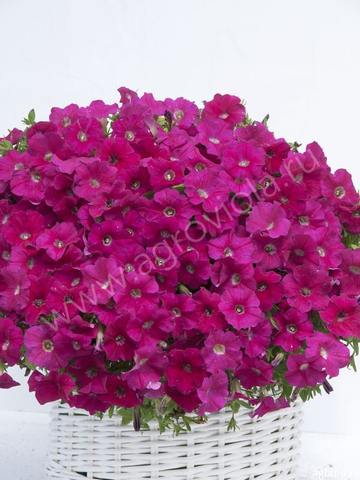 S57109 Петуния ампельная Gioconda Deep Rose 5шт.