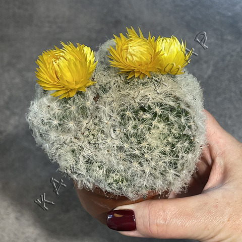 Маммиллярия Плюмоза с сухими цветами d8