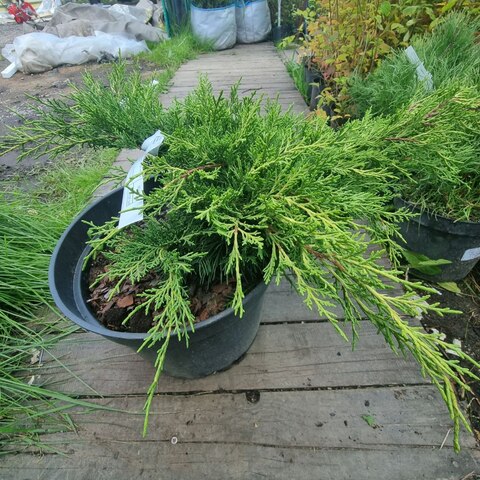 Можжевельник средний Олд Голд | Juniperus x pfitzeriana Old Gold 30-35 см (С10)