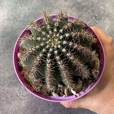 Эхинопсис Гибрид d15