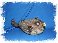 Рыба Попугай для декора 34 см.