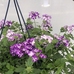 1518 Вербена LANAI PURPLE STAR (ВЕСНА 2025)