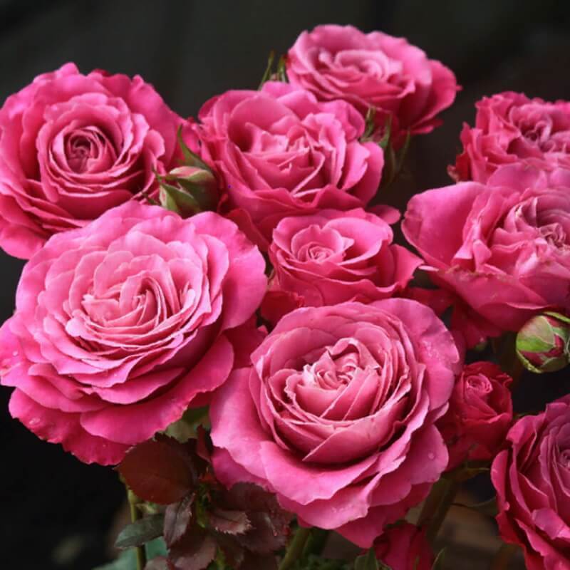 Олл фо лав. Олл фо лав. Олл фо лав. Розы пинк фловерс. Олл фо лав.