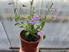 Лобелия лавандовая