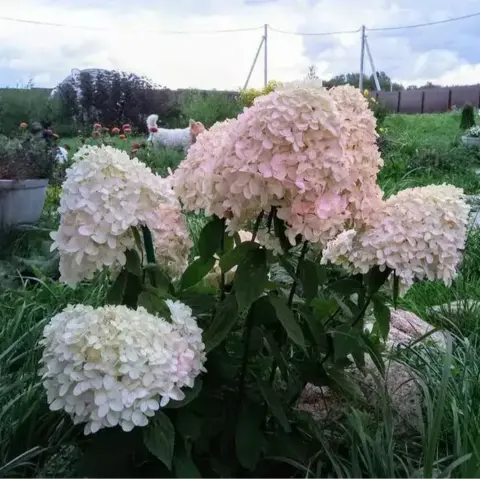 Гортензия метельчатая 