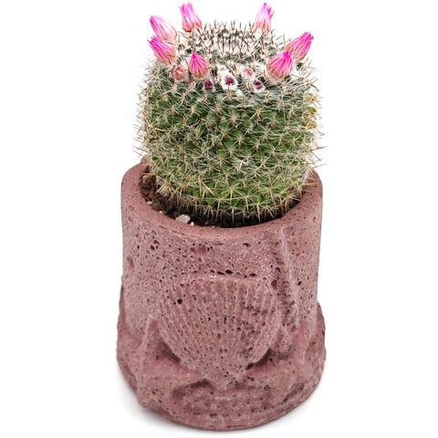 Кактус Маммилярия Паркинсона