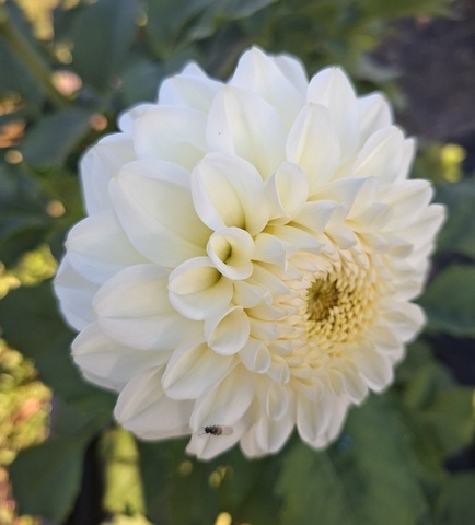 Георгин Бум Бум Вайт (Boom Boom White)