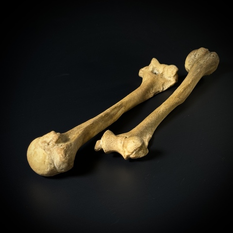 Плечевые кости человека (анатомические модели)