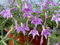 Лобелия лавандовая