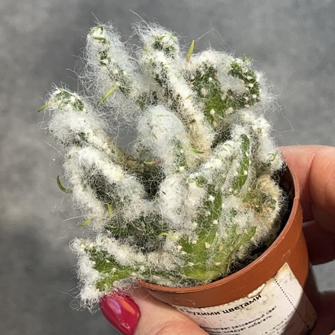 Аустроцилиндропунция Вестита Кристата d5