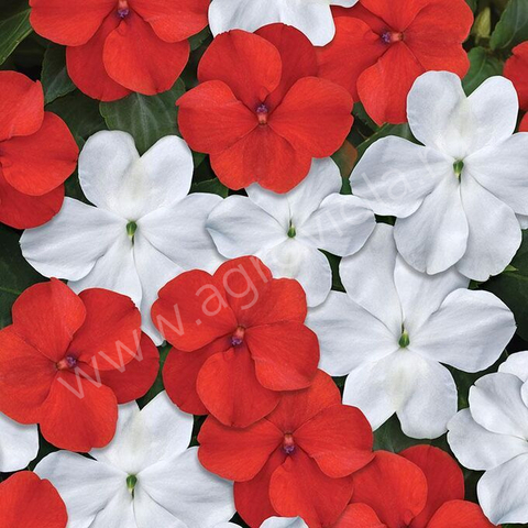 S7637 Бальзамин Beacon Mix Red White 5шт.