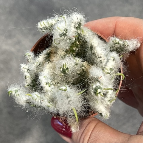 Аустроцилиндропунция Вестита Кристата d5