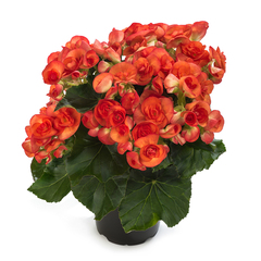 1221 Бегония ILONA COLLECTION ORANGE STONE(SARA) (ВЕСНА 2025)