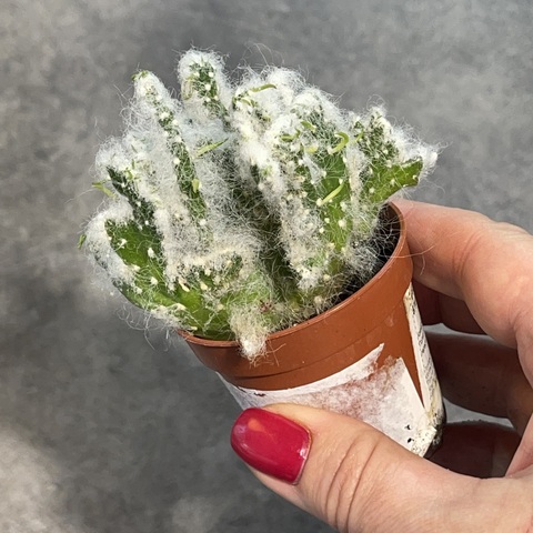 Аустроцилиндропунция Вестита Кристата d5