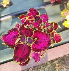 Магия Заката UO колеус