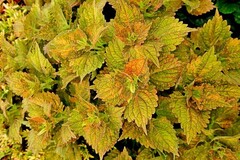 Bunsi Тай колеус