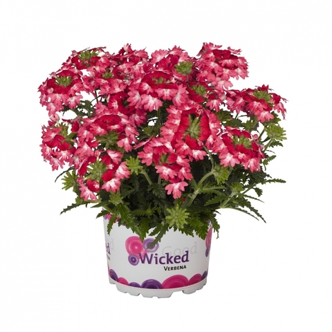 1577 Вербена WICKED PINK PEPPER (ВЕСНА 2025)
