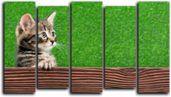Модульная картина "Кошачья заинтересованность"
