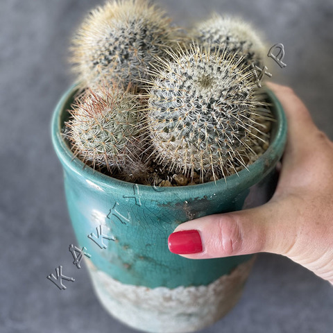 Маммиллярия Паркинсонии в Керамике d12