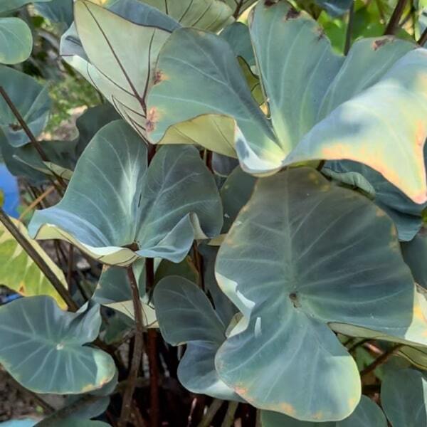 Колоказия KOPIKA – купить за 3 500 ₽ | ADENIUMLAND