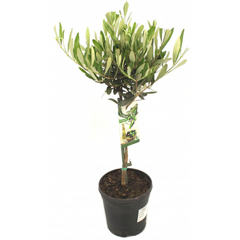 Олива штамбовая