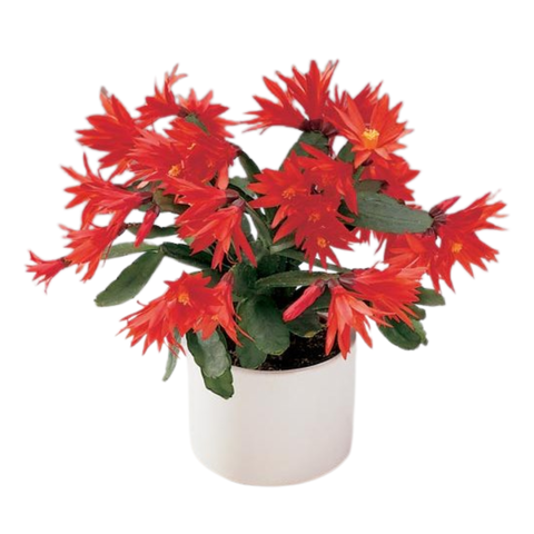 Рипсалидопсис (Пасхальный кактус)