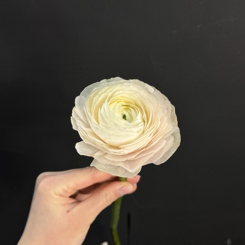 Ранункулюс белый / 1 шт