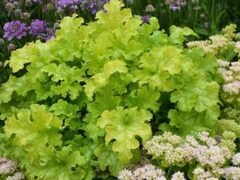 Гейхера Lime Ruffles (Лайм Раффлс)