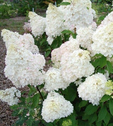 Гортензия метельчатая Диамантино