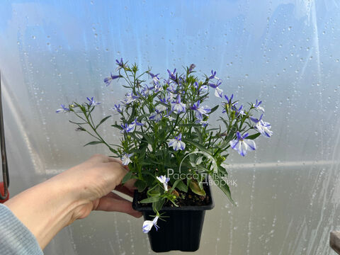 Лобелия Рифт Блю