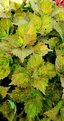 Bunsi Тай колеус КСР