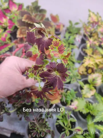 Подарок LO 7