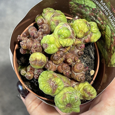 Маммиллярия Бокасана Фред d7