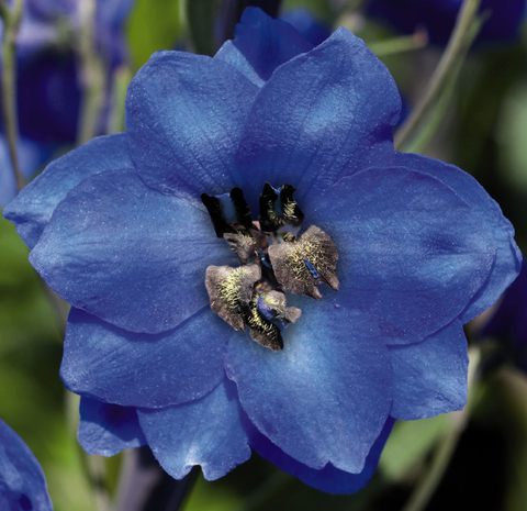 S3511 Дельфиниум Benary's Pacific Blue Jay 10шт.