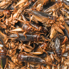 Laguna Terra сверчки консервированные, 40г