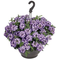 1509 Вербена EMPRESS SUN LAVENDER CHARME (ВЕСНА 2025)