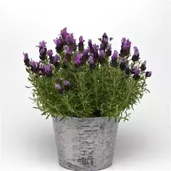 S4419 Лаванда BANDERA PURPLE 5 шт.