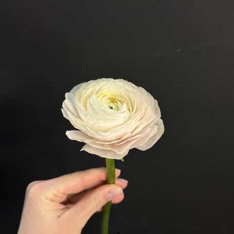 Ранункулюс белый / 1 шт