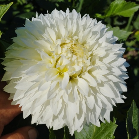 Георгин Гиттс Эттеншен (Gitts Attention)