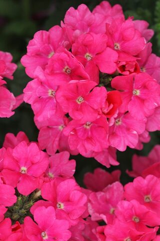 1592 Вербена ESTRELLA PINK (ВЕСНА 2025)