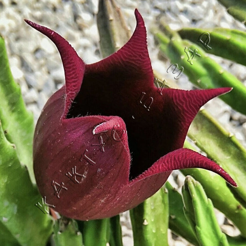 Стапелия Линдерсиае Кристата d10