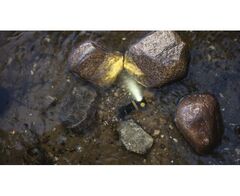 Налобный фонарь Armytek Elf C1 USB-C (теплый свет)  F05003W