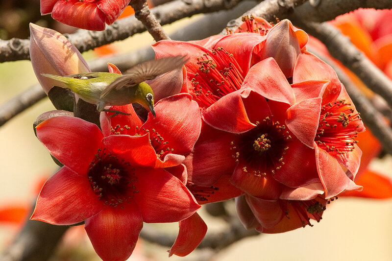 Хлопковое дерево ceiba pentandra