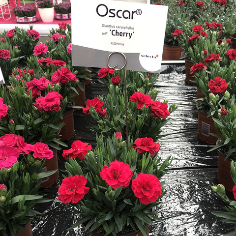 1605 Гвоздика OSCAR CHERRY (ВЕСНА 2025)