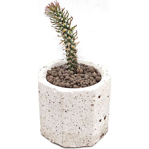 Аустроцилиндропунция