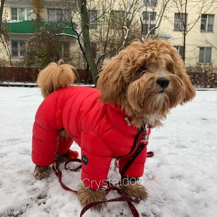 Обувь для собак! Приучаем собаку к обуви! Одежда для собак!