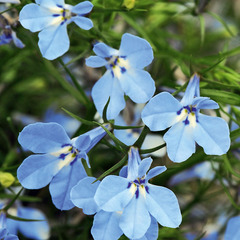 2304 Лобелия CURACAO LIGHT BLUE (ВЕСНА 2025)